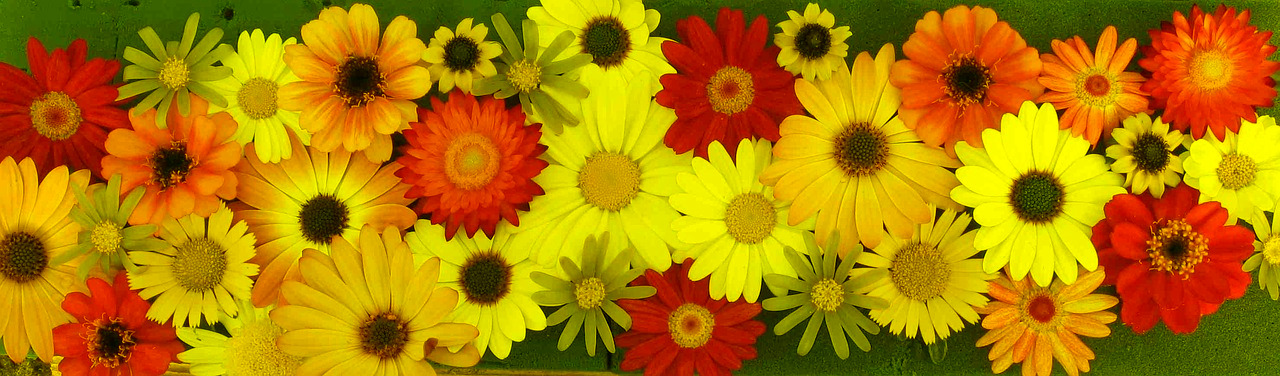 flowers-2505774_1280-nb.jpg