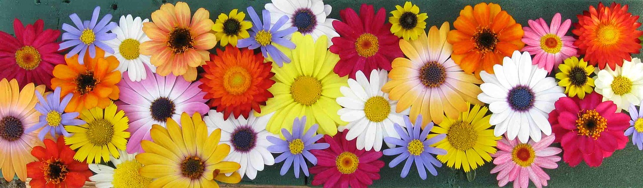flowers-2505774_1280.jpg